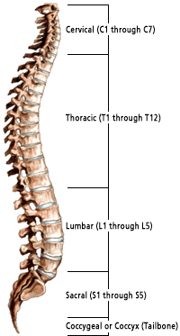 Maintain a Healthy Spine for Pain-Free Movement and Exercise